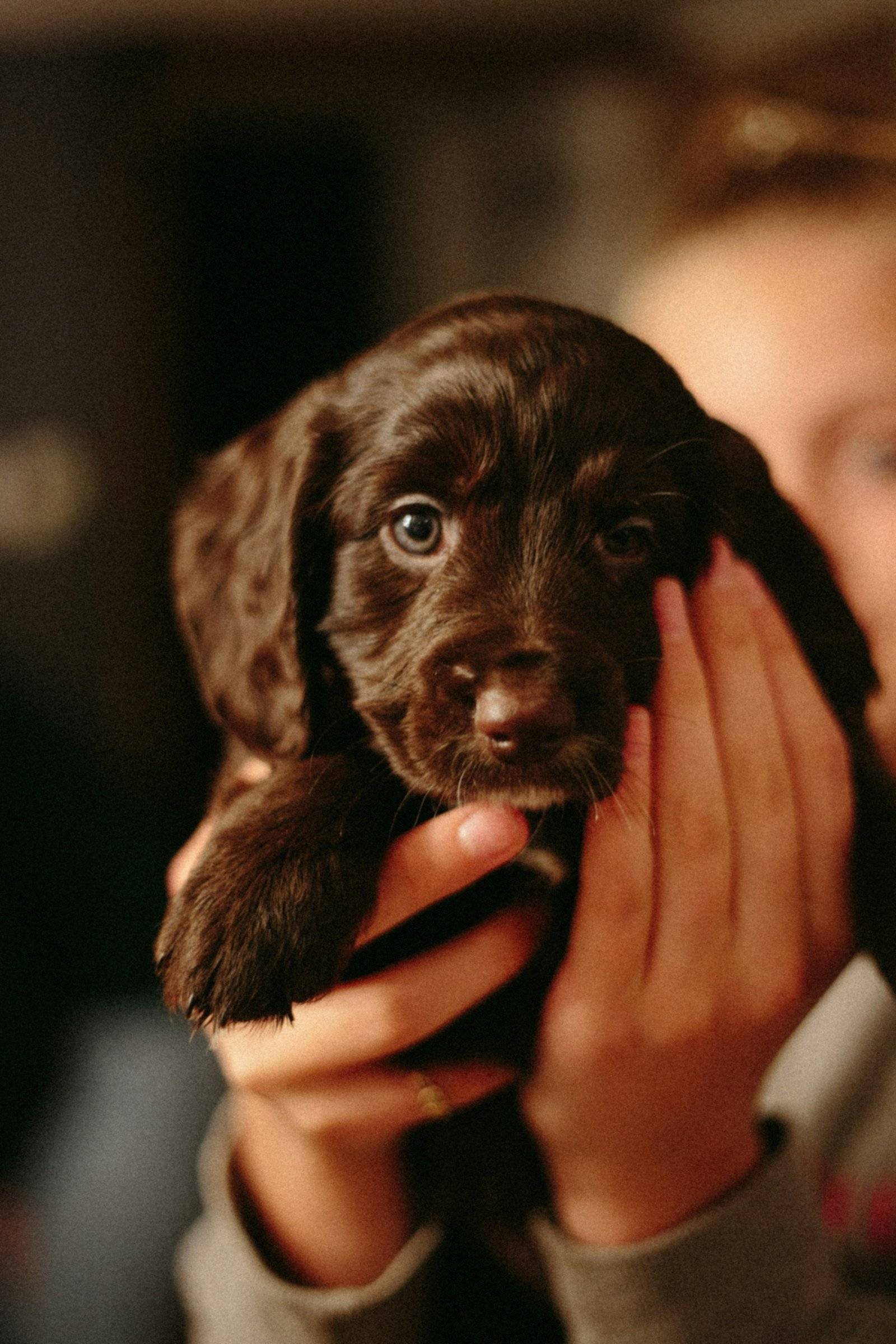 Young chocolate Labrador puppy held in a person’s hands