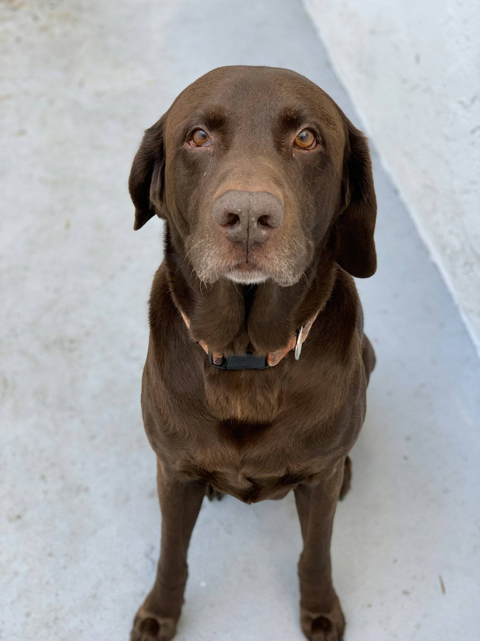 Chocolate Labrador sitting and looking up at the camera