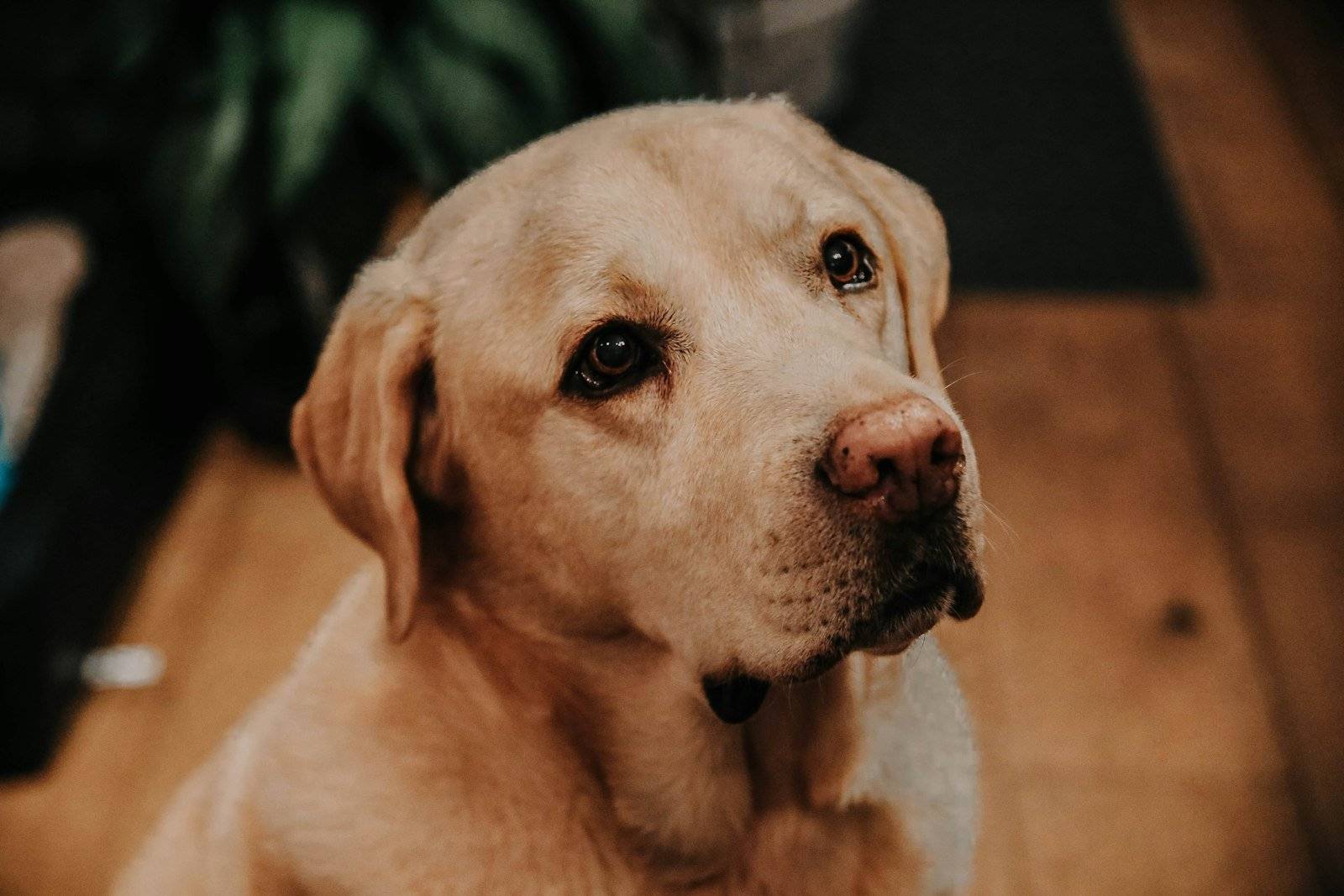 Yellow Labrador sitting on a wooden floor